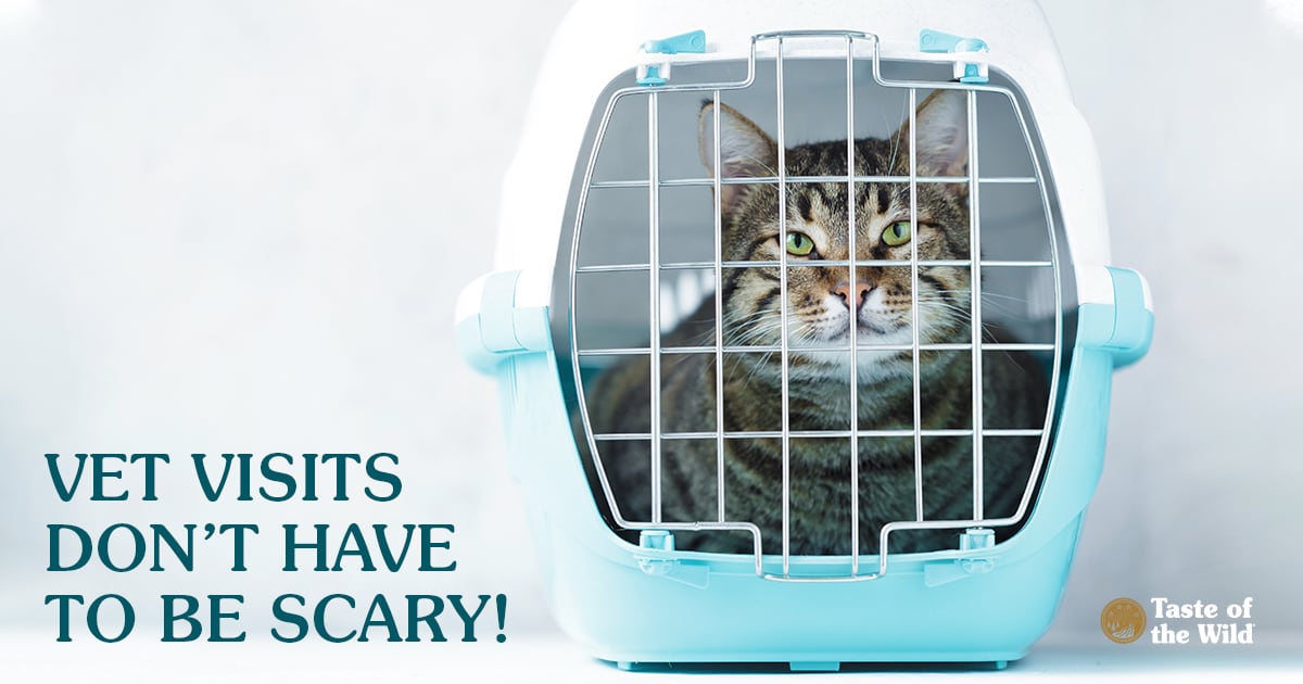 Cat Sitting in a Carrier | Taste of the Wild