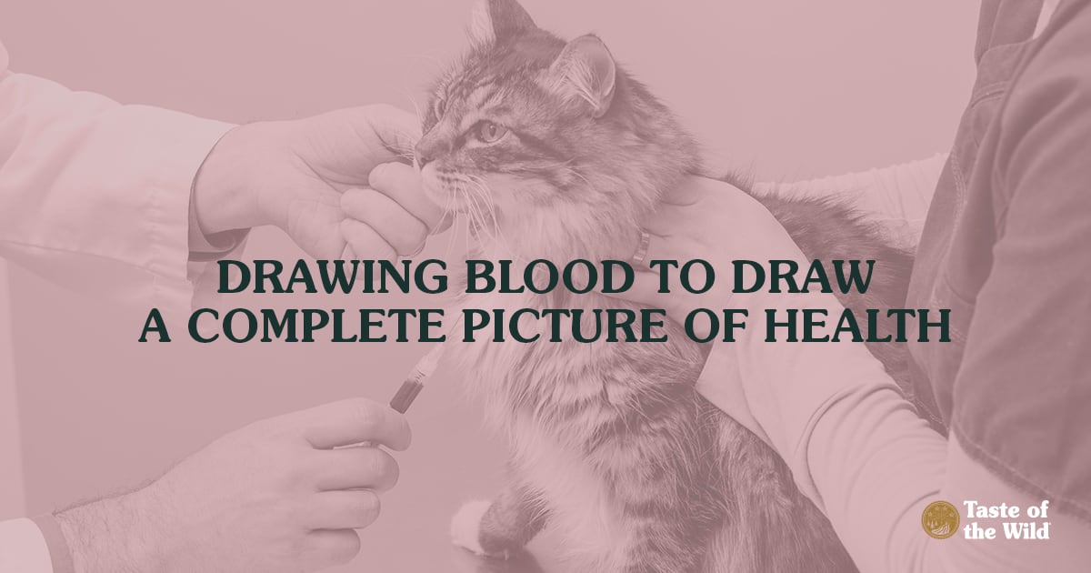 Vet Taking Blood Sample from Cat | Taste of the Wild