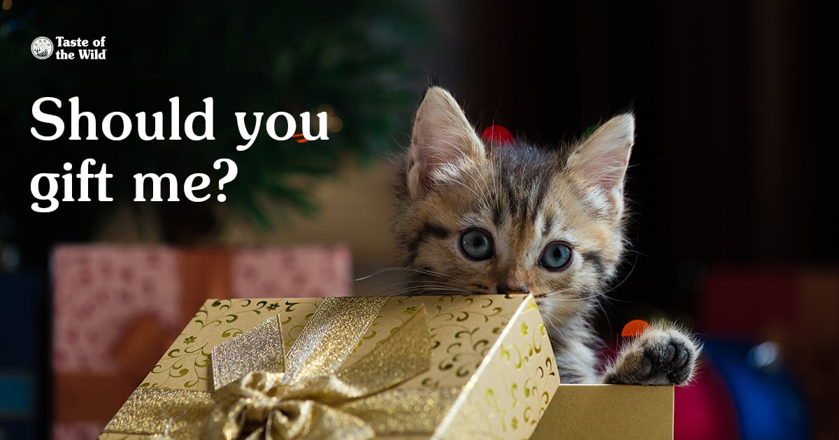 Kitten Coming Out of Gift Box | Taste of the Wild