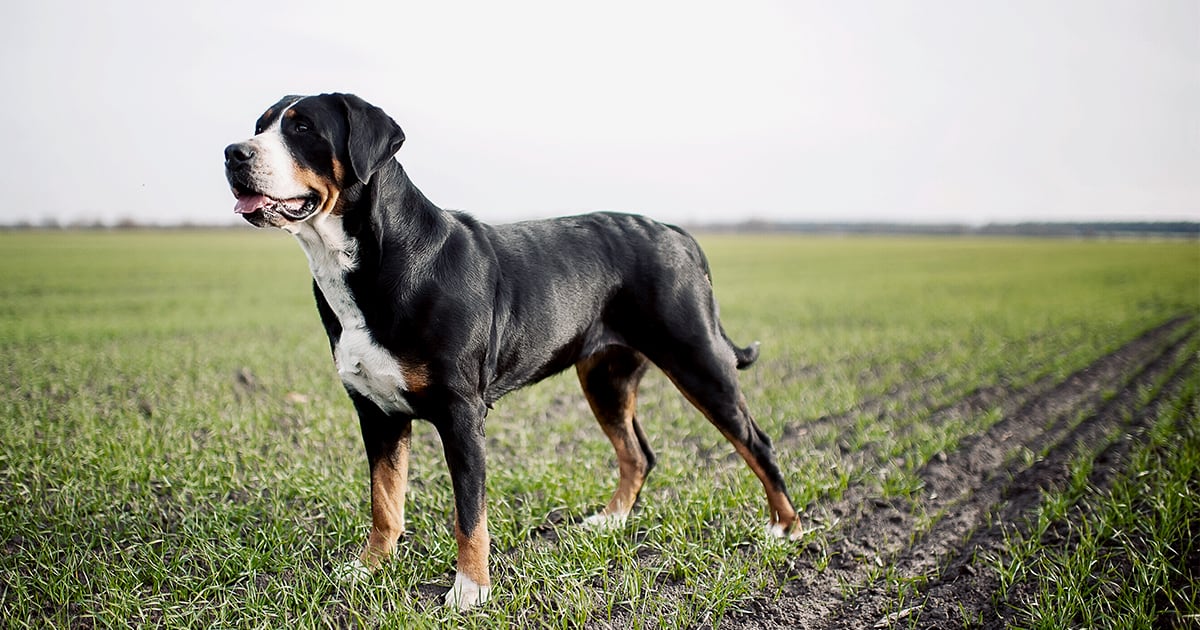 Greater Swiss Mountain Dog Standing in a Field | Taste of the Wild