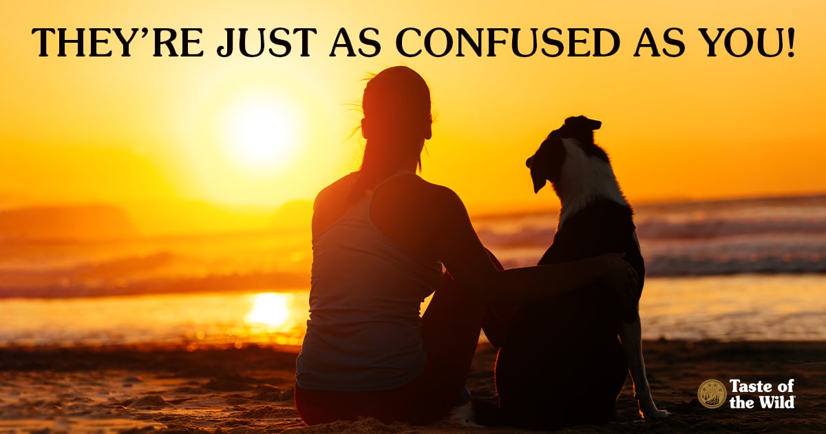 A woman sitting next to her dog on the beach during sunset.