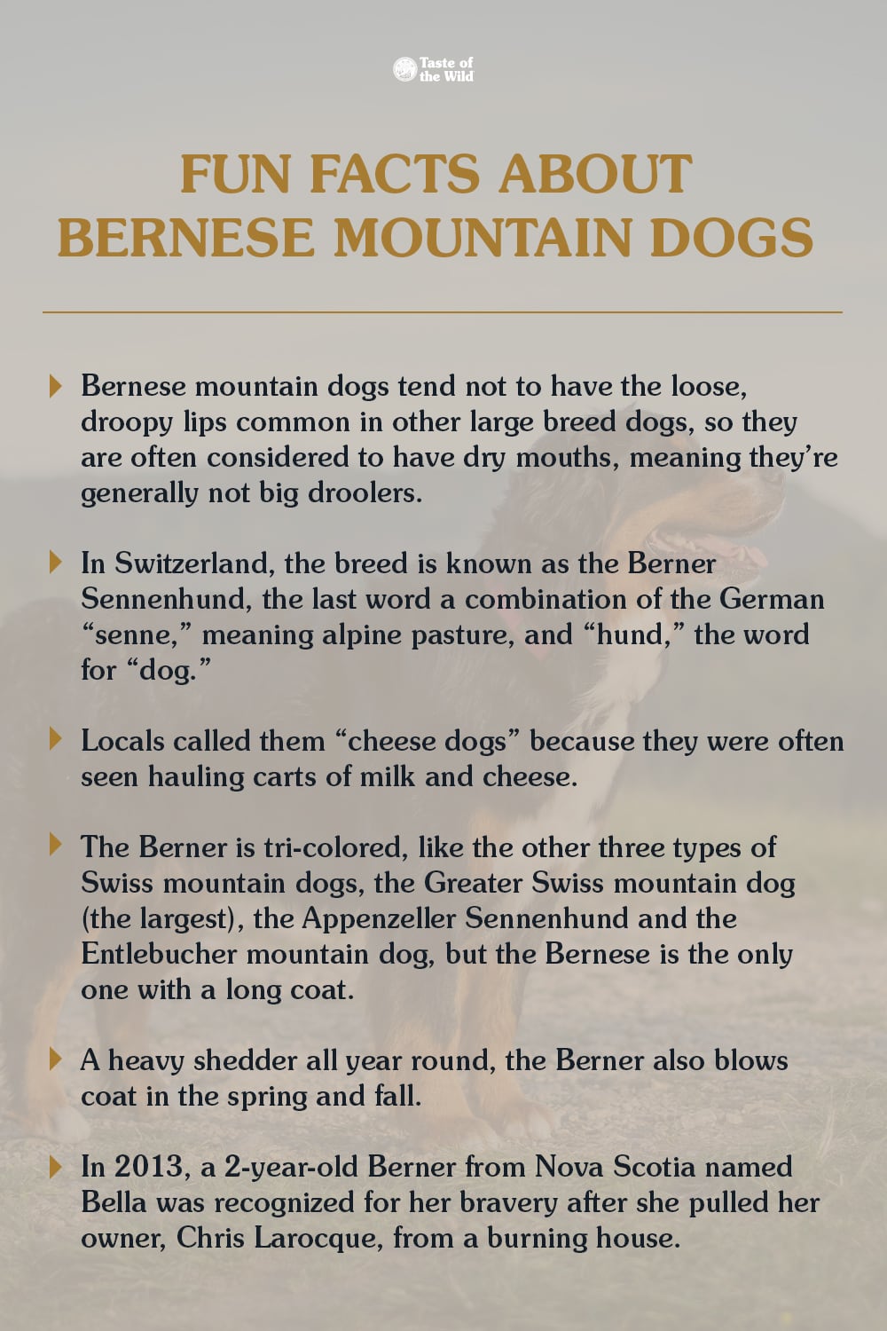 An interior graphic detailing six fun facts about Bernese mountain dogs.