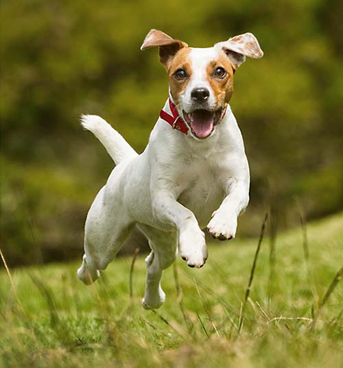 Jack Russell Terrier Running | Taste of the Wild