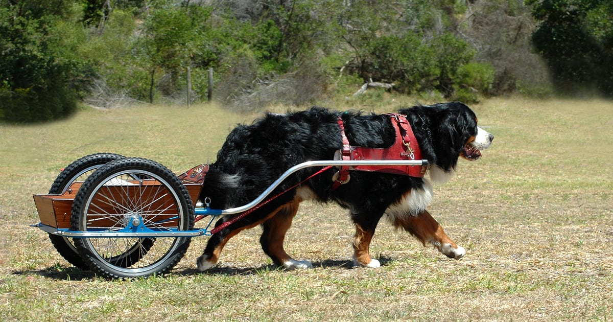 A Bernese mountain dog pulling a cart on wheels through the grass.
