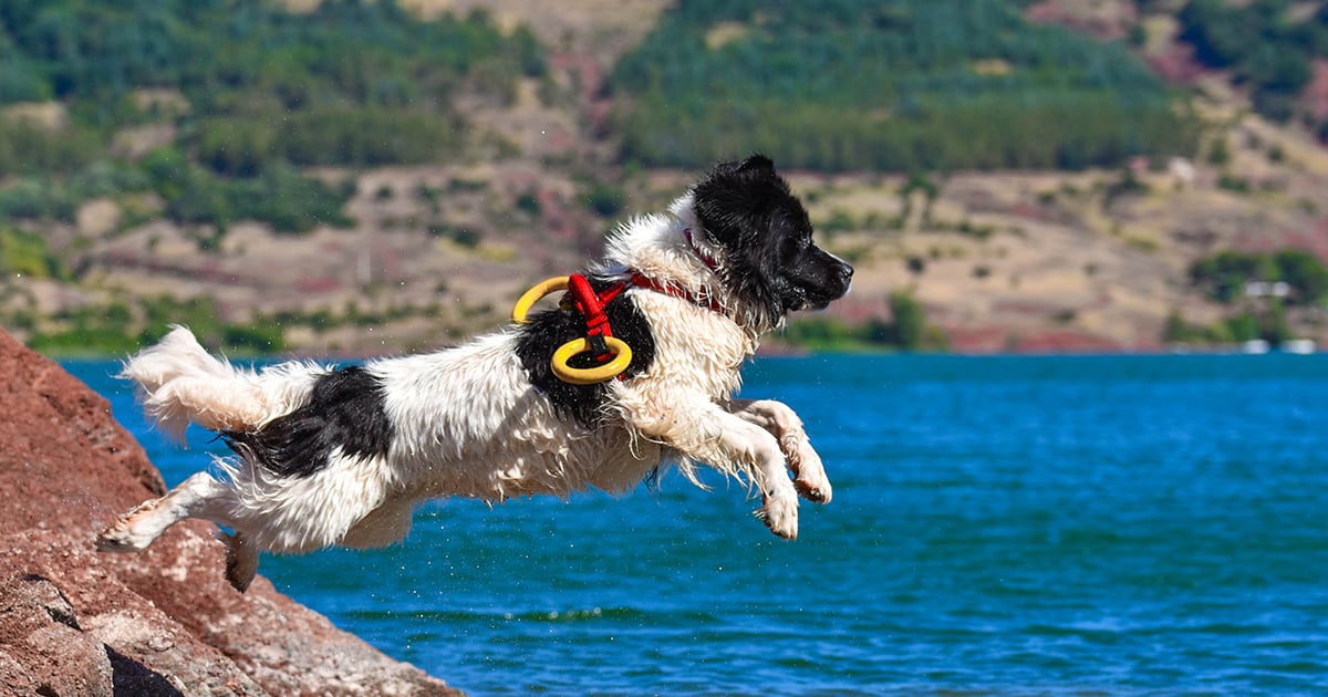 A dog jumping into the water while wearing a rescue harness.
