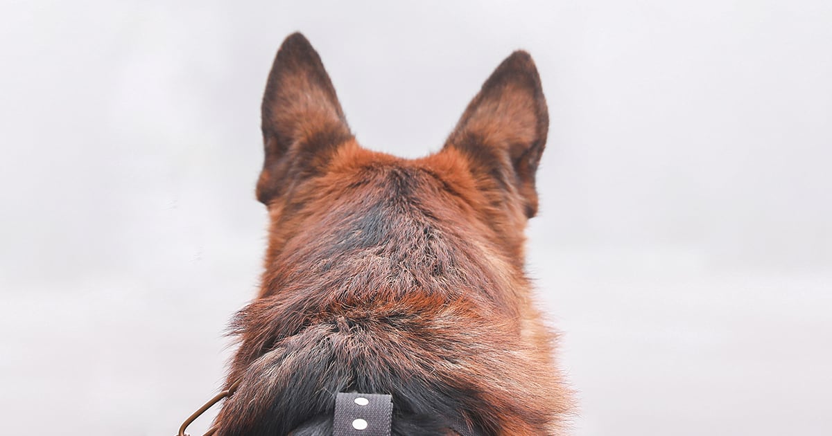 A view from behind of a German shepherd dog.