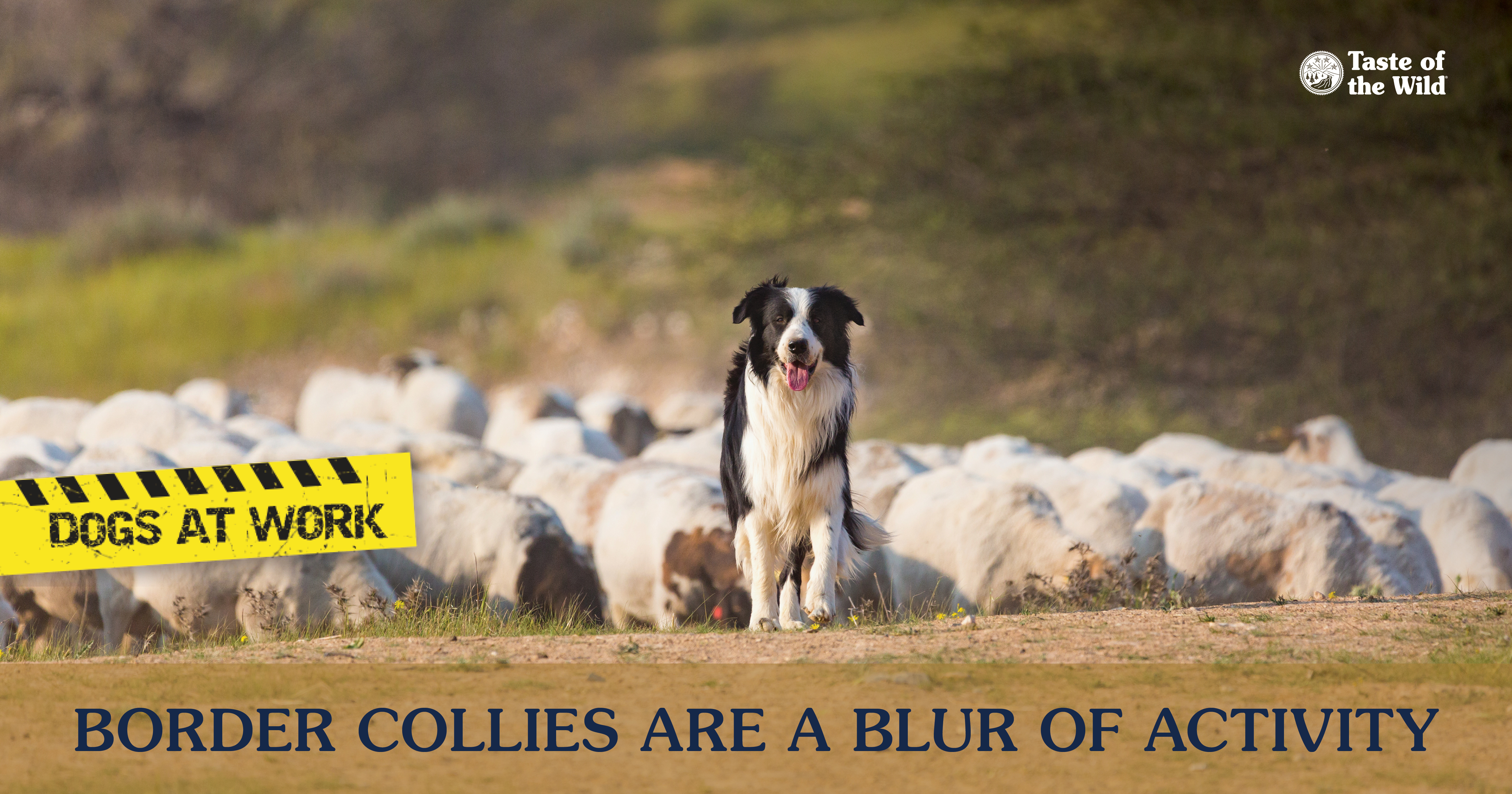 A border collie standing out in a field leading a herd of sheep.