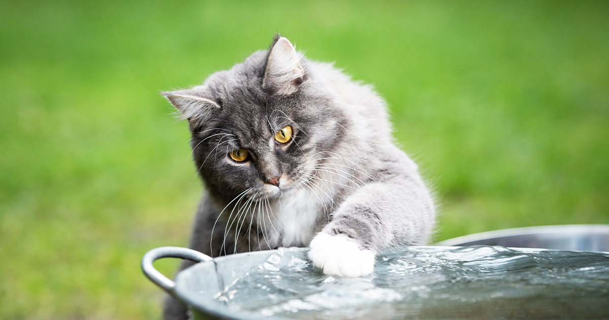 A gray cat putting its paw into a large bowl of water.