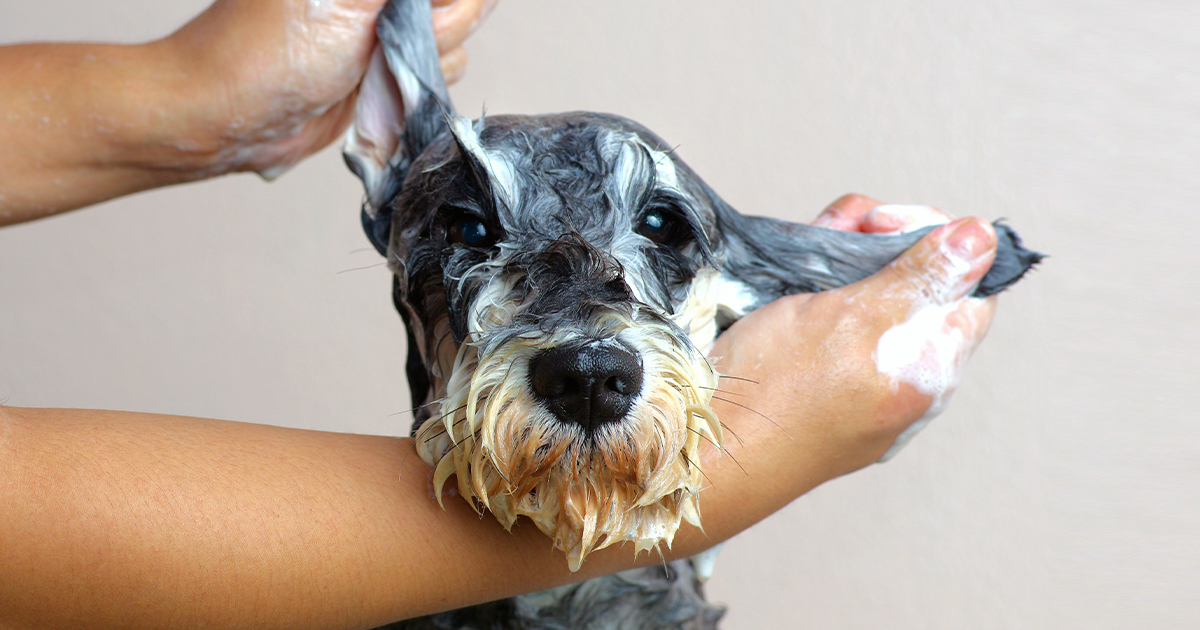 A groomer washing a dog's head and ears with shampoo.