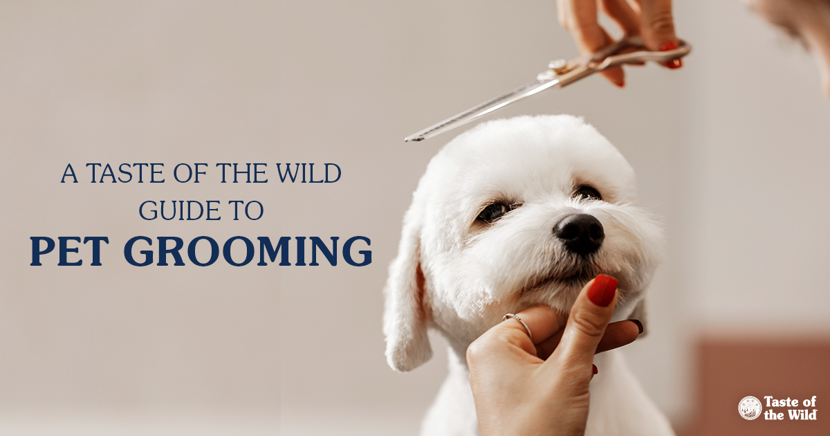 A groomer holding a pair of scissors over the head of a small, well-groomed white dog.