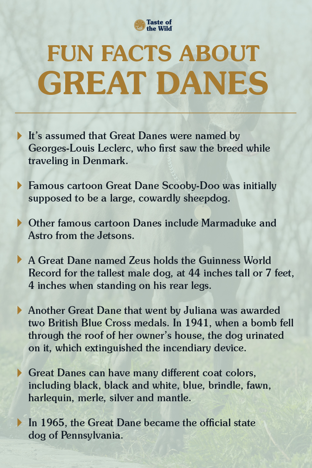 An interior graphic detailing seven fun facts about Great Danes.