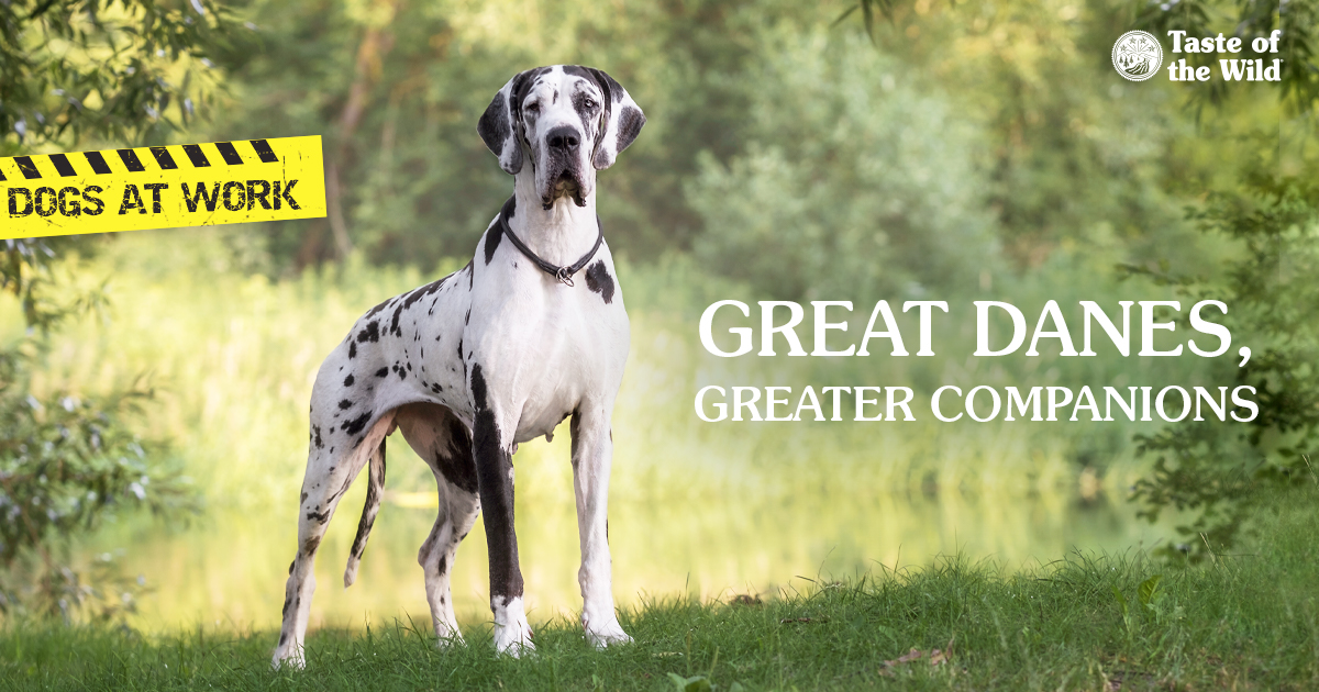 A white and black spotted Great Dane standing in the grass in a park.