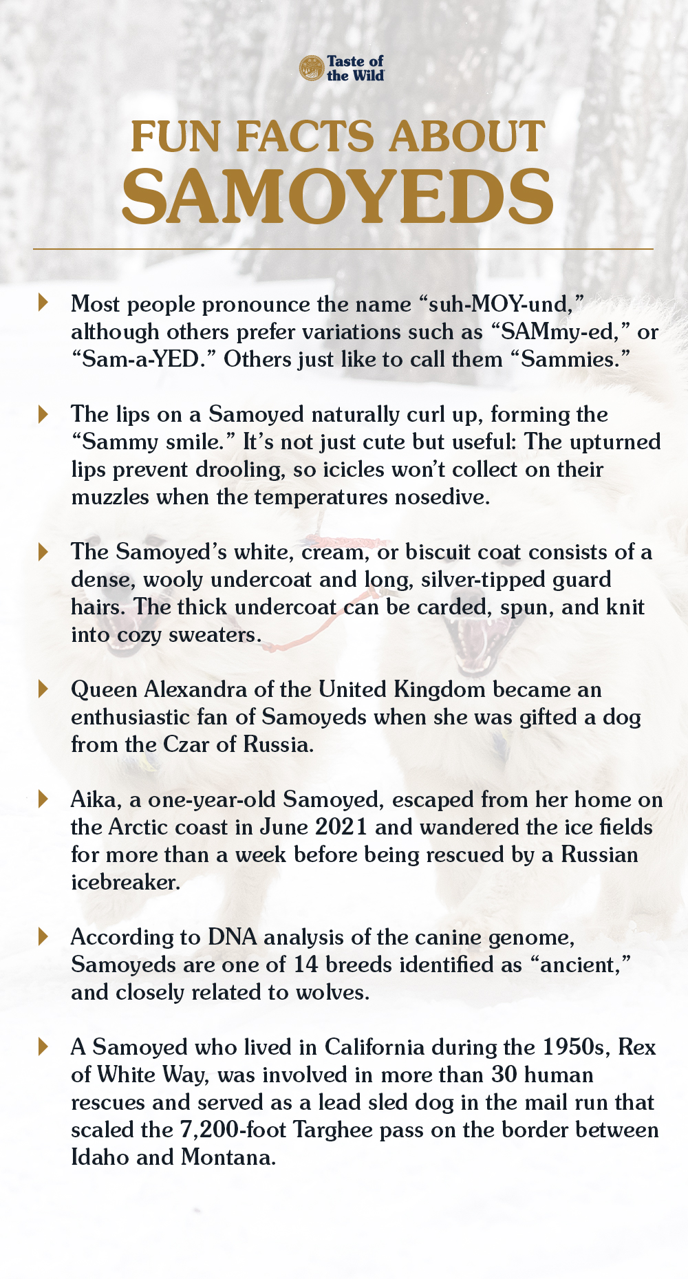 Fun Facts About Samoyeds Graphic | Taste of the Wild