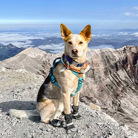 A black and tan dog sitting on the top of a mountain side wearing a blue harness and hiking booties.