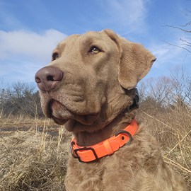 A brown dog wearing an orange collar standing outside in a park.