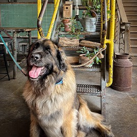 large-long-haired-dog-sitting-base-of-ladder-110823