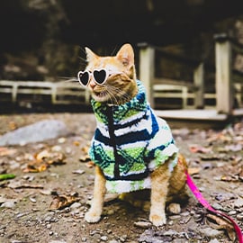 An orange tabby cat standing outside wearing a sweater and a pair of heart-shaped sunglasses.
