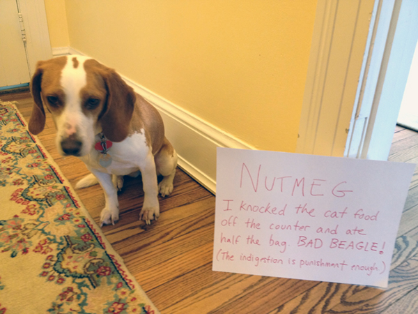 Beagle Dog Being Shamed with Sign About Eating the Cat's Food | Taste of the Wild 