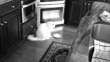 Cat Rejecting Food by Sliding Bowl Away | Taste of the Wild