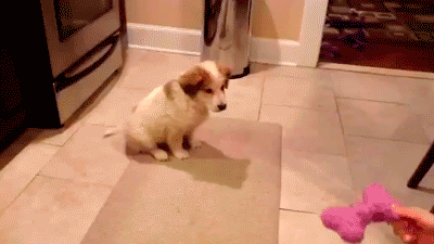 Puppy Falling Over As He Is Trying to Catch Toy | Taste of the Wild