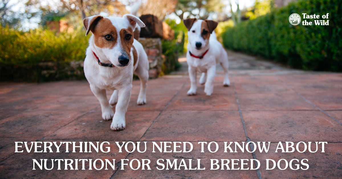 Nutrition Information for Small Breed Dogs | Taste of the Wild