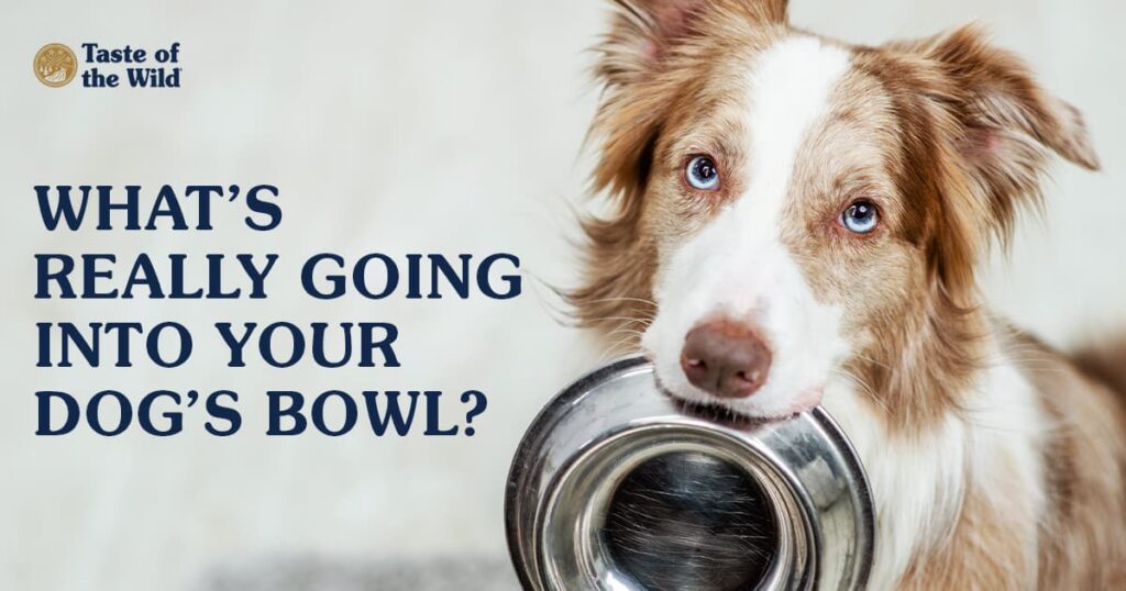 A brown and white border collie with bright blue eyes looking up while holding an empty metal food bowl in its mouth.