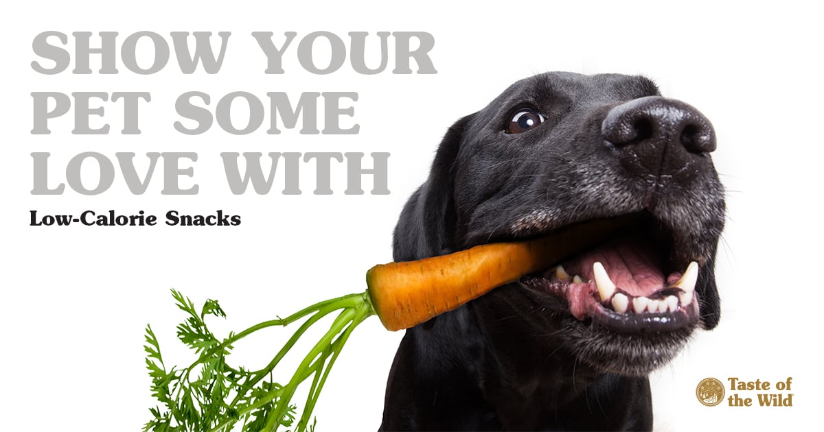 Black Labrador Dog Eating a Carrot | Taste of the Wild
