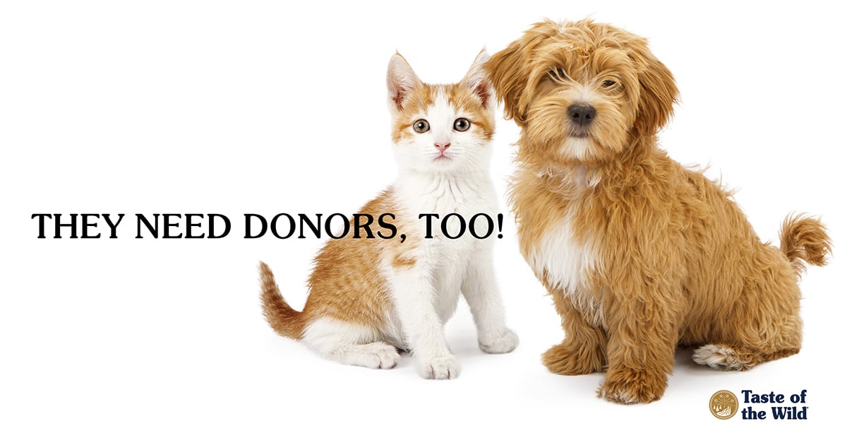 Animal Blood Donors Make Life-Saving Transfusions Possible | Taste of the  Wild