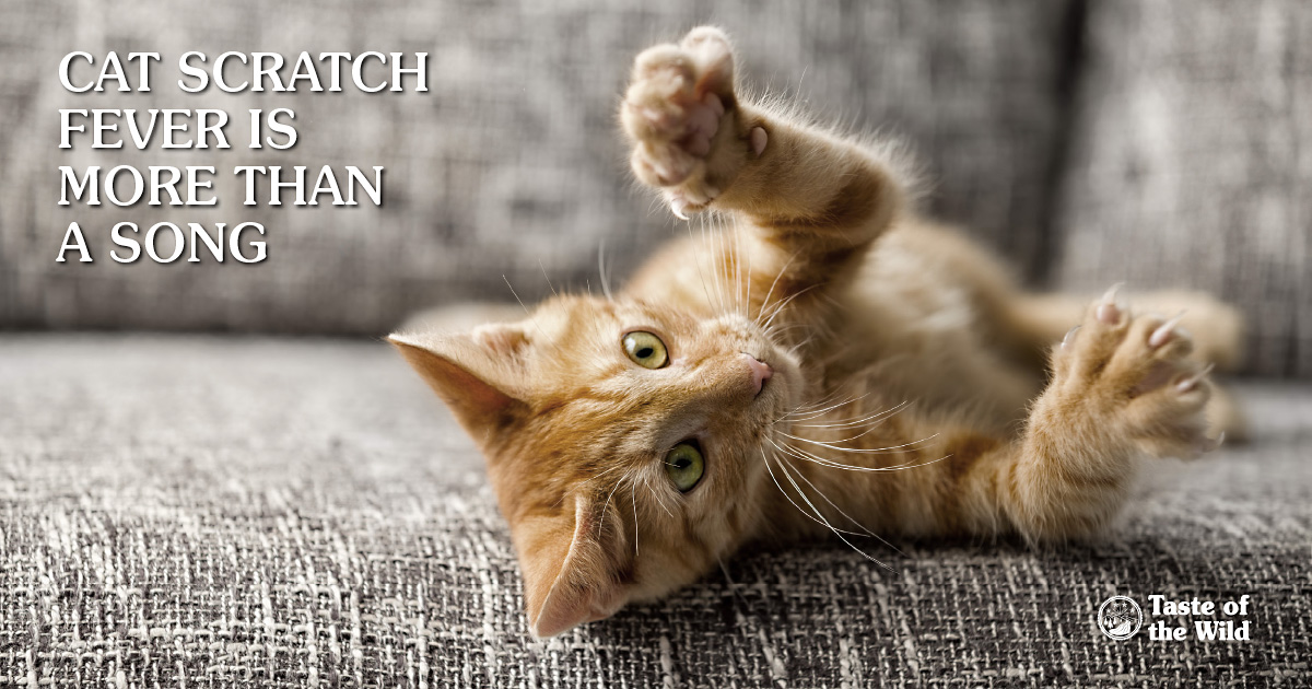 Play Cat Scratch Fever