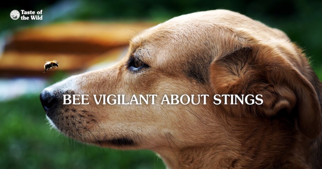 A close-up of a dog watching a bee hovering right above its nose.