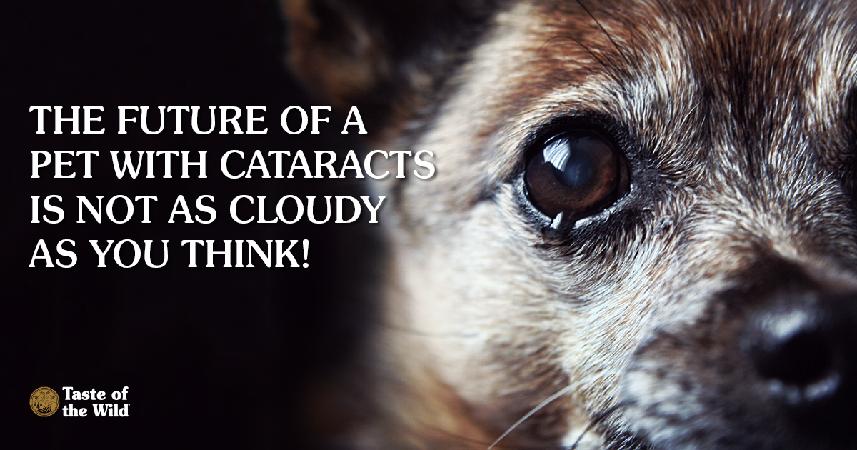How to Act if You Suspect Cataracts in Your Pet | Taste of the Wild Pet Food