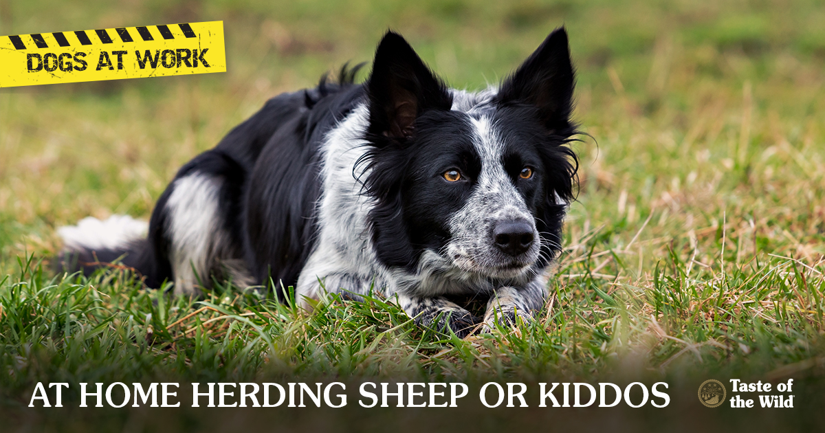 part trained sheepdogs for sale