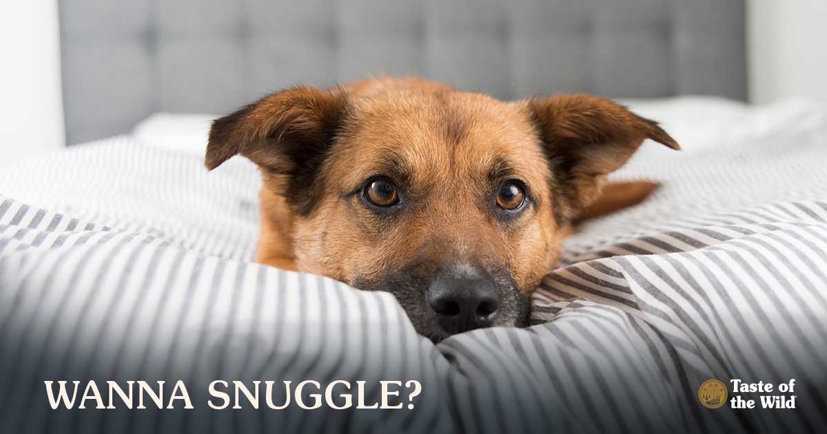 Should Your Pet Sleep in Your Bed? - Taste of the Wild Pet ...