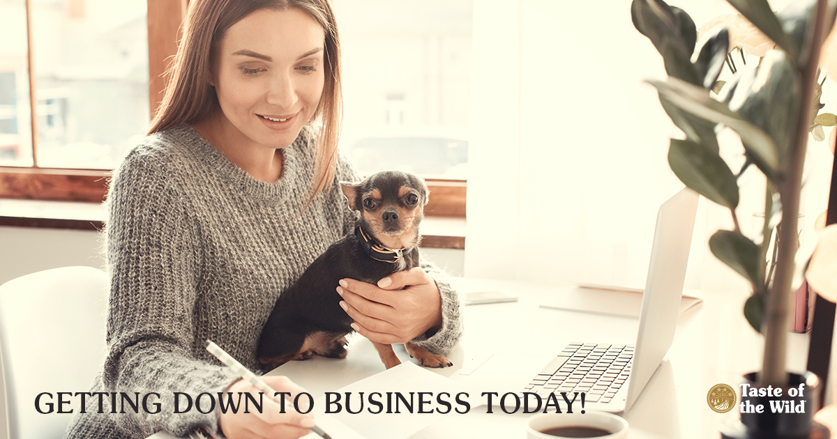 A woman sitting at a desk working in front of a laptop while cradling a small dog in one arm.