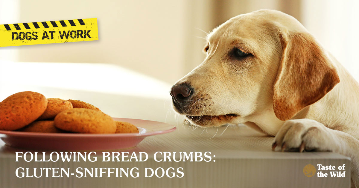 Following Bread Crumbs GlutenSniffing Dogs