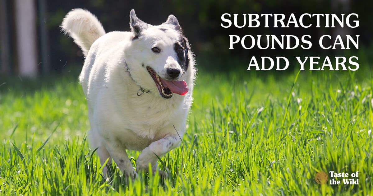 An overweight dog running through the grass outside in the sun.