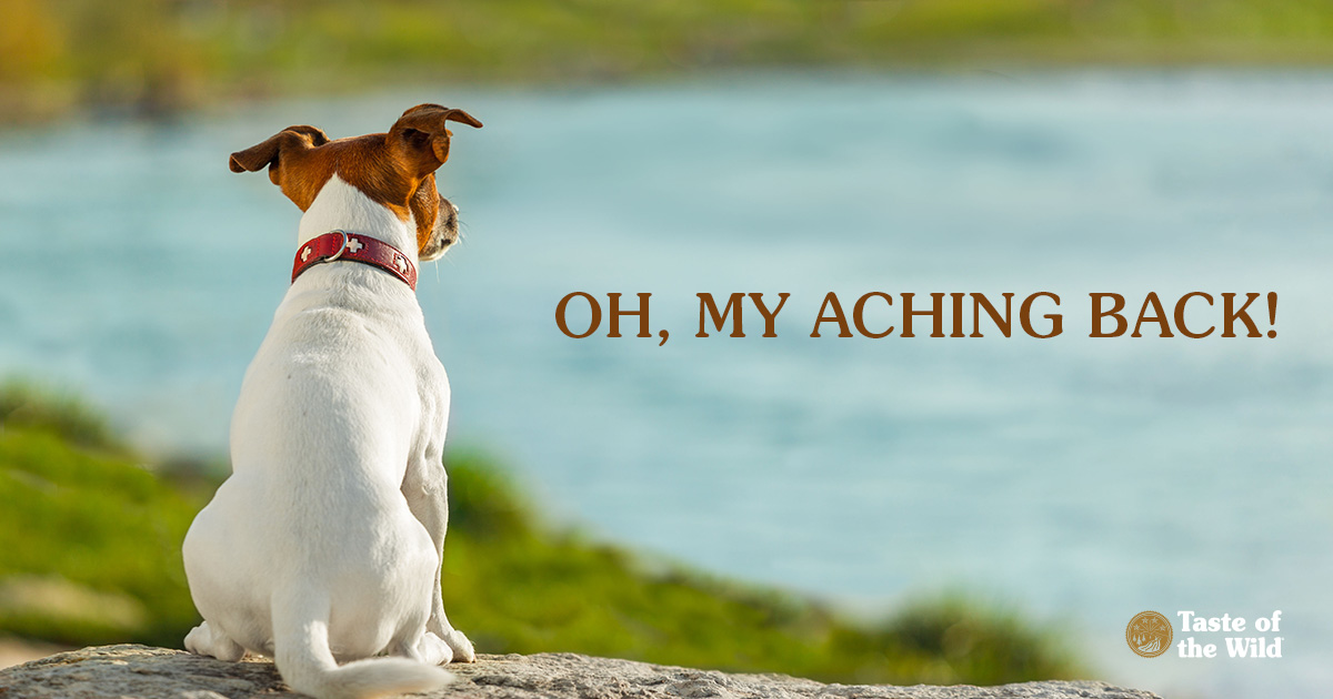 A Jack Russell terrier sitting on a rock staring out at a lake.
