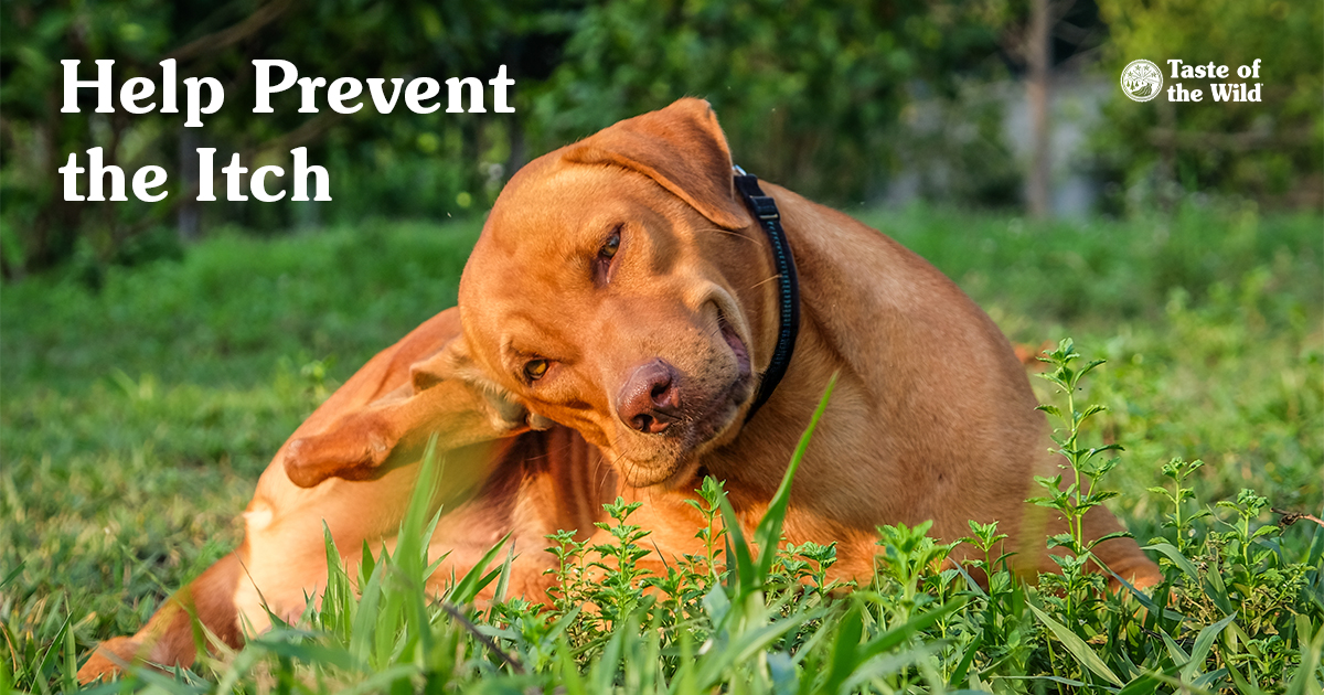A close-up of a dog lying in the grass itching its ear.