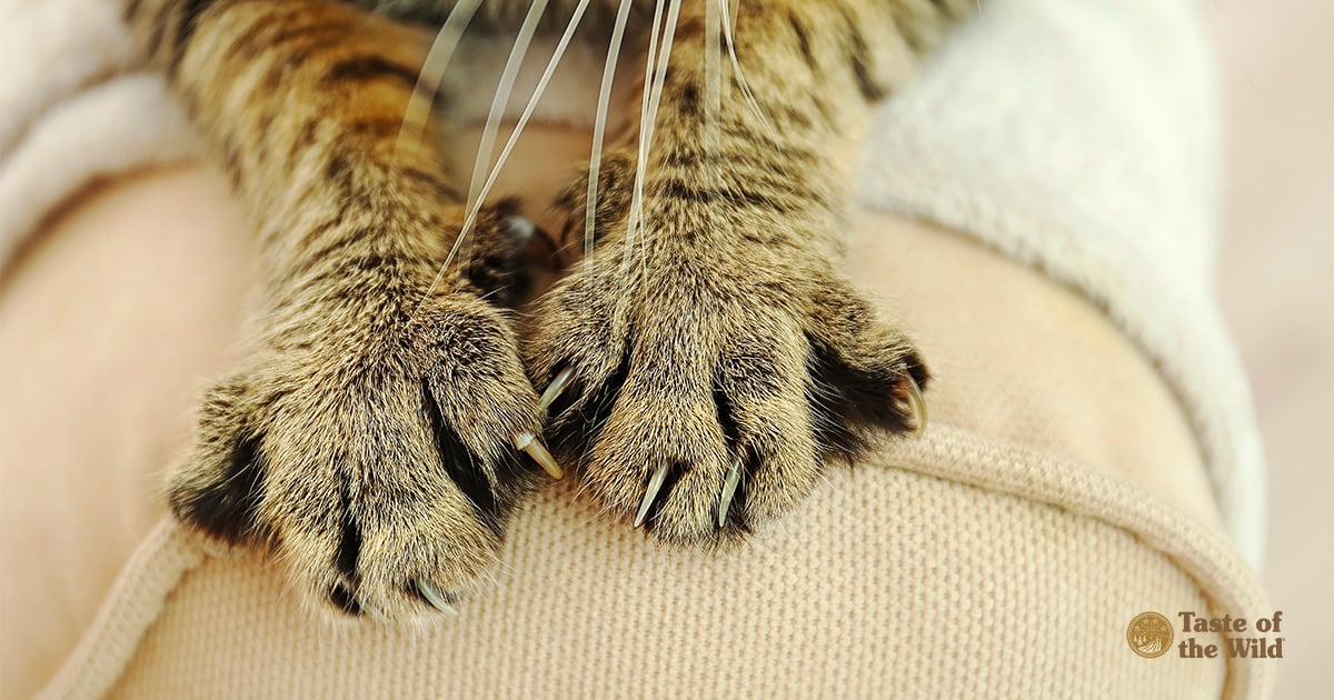 Close-up of Tabby Cat Paws That Have Not Been Declawed | Taste of the Wild Pet Food