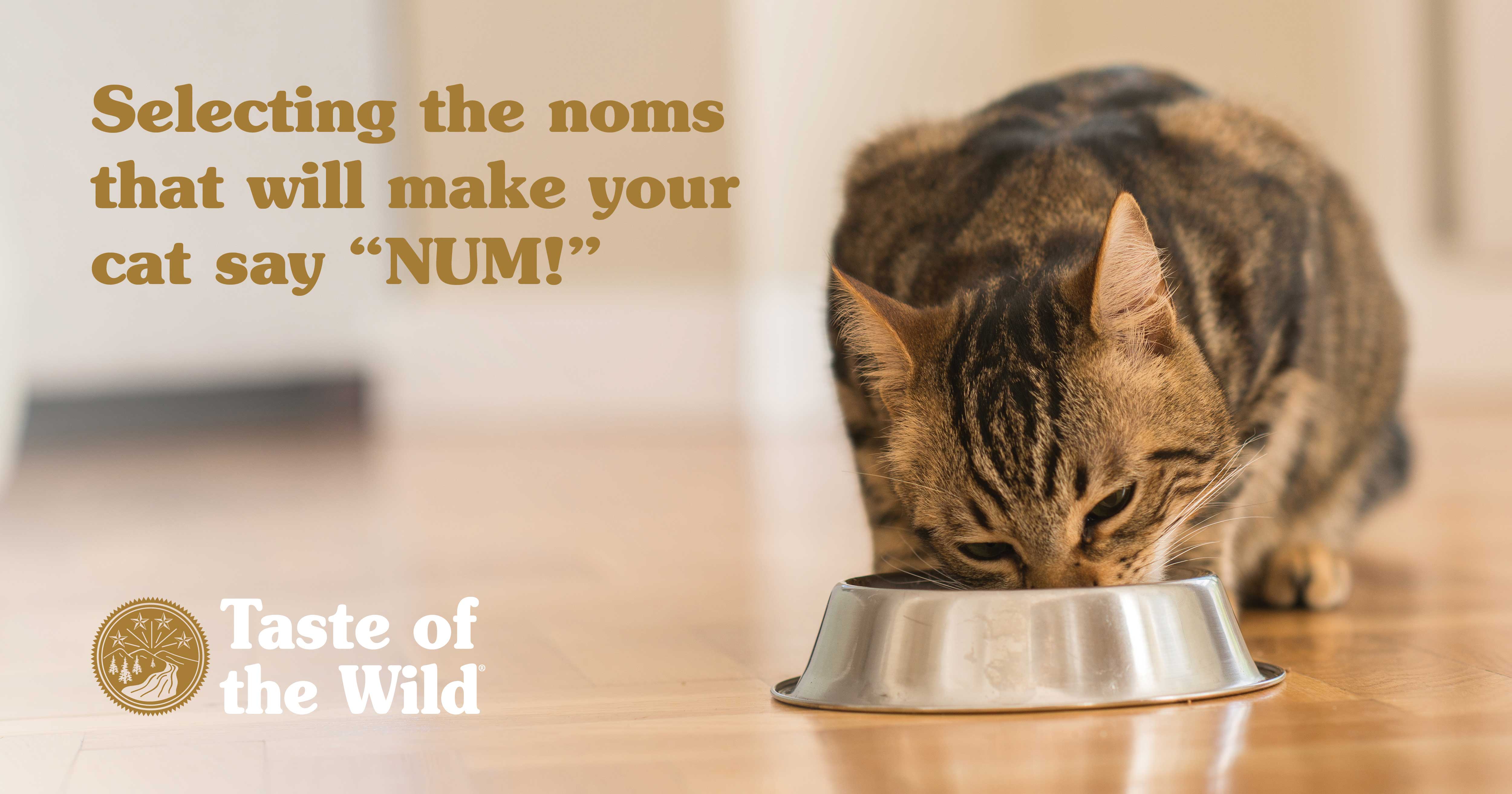 Cat Eating From a Metal Bowl in the Kitchen | Taste of the Wild Pet Food