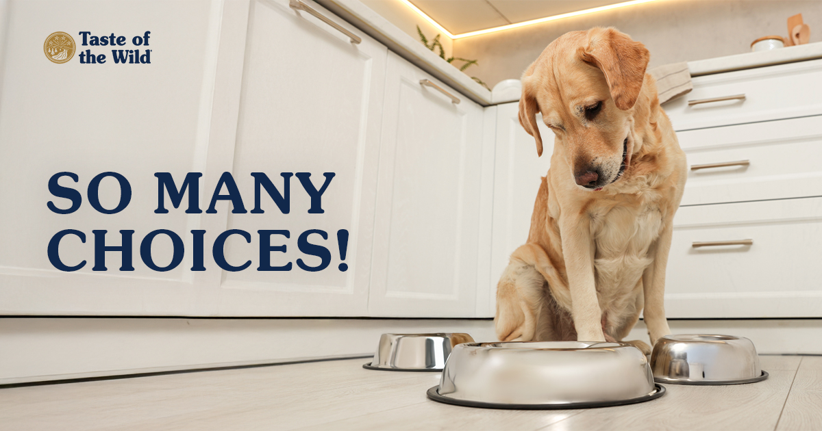 A yellow Labrador retriever sitting in a kitchen looking down at three empty stainless steel dog bowls on the floor.