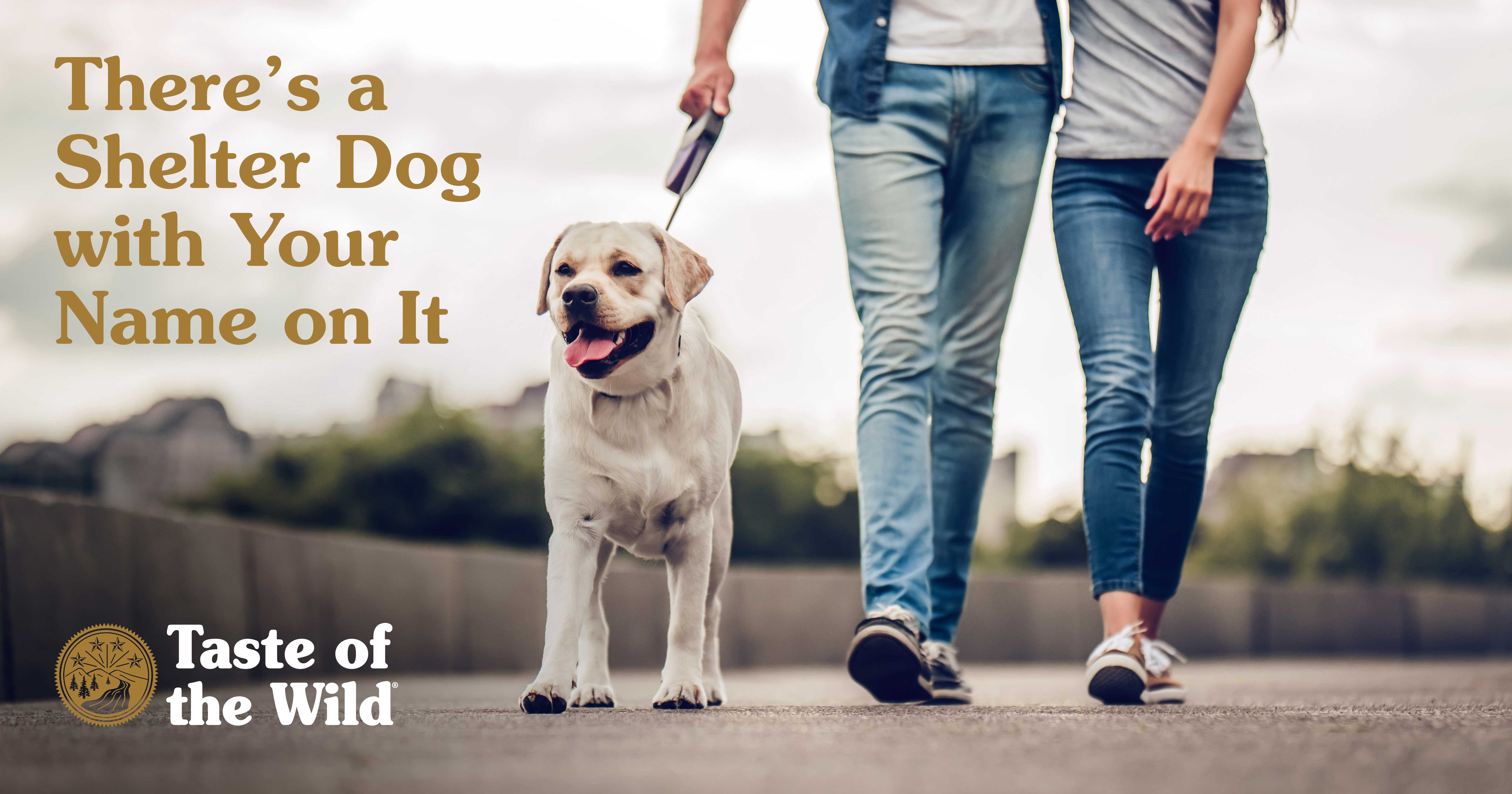 Couple Walking with a Labrador Retriever Dog at the Park | Taste of the Wild Pet Food