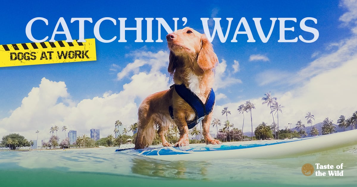 Long-haired Dachshund Dog Surfing at the Beach | Taste of the Wild Pet Food