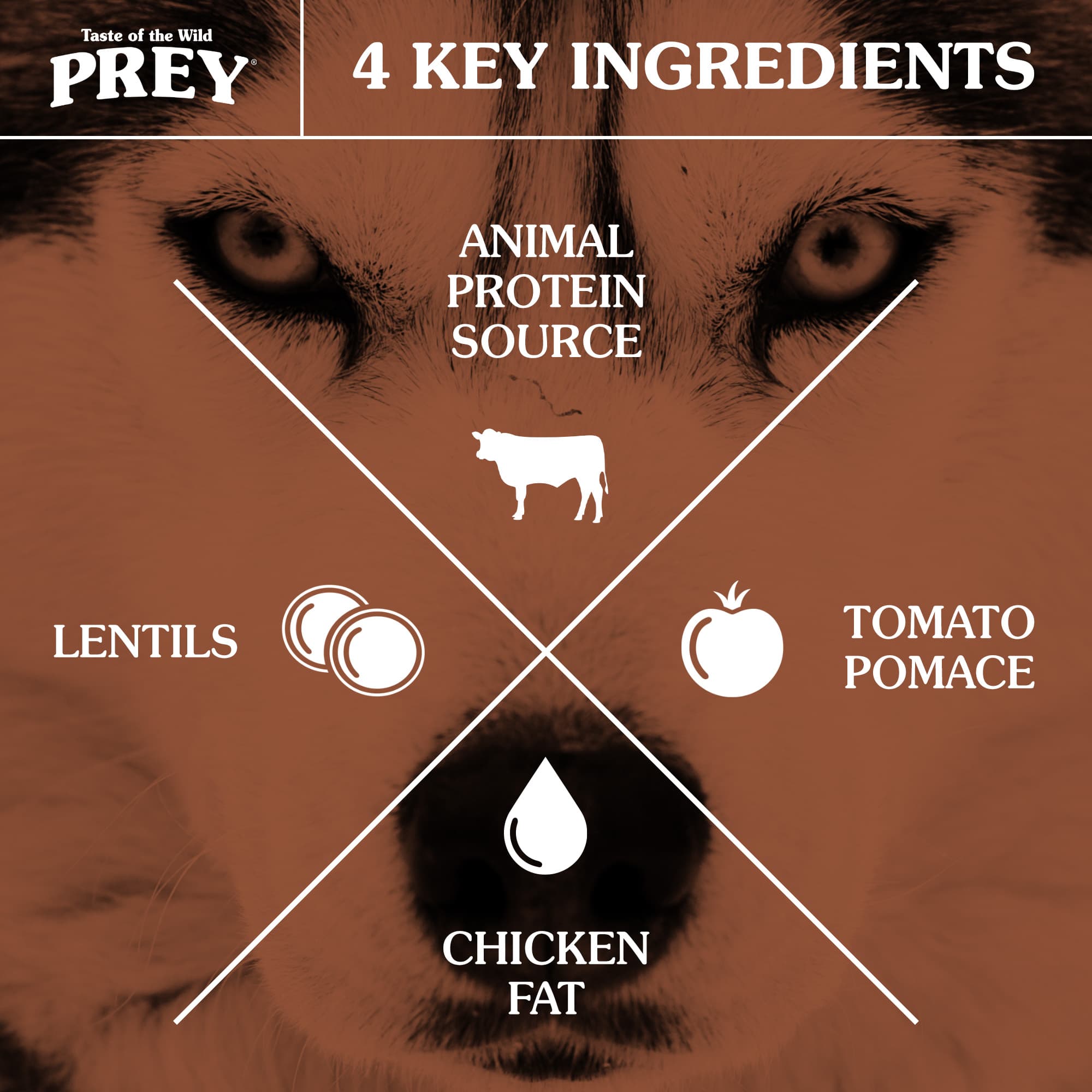 A wolf's face with an overlay graphic highlighting the four key ingredients of lentils, animal protein, tomato pomace and chicken fat.