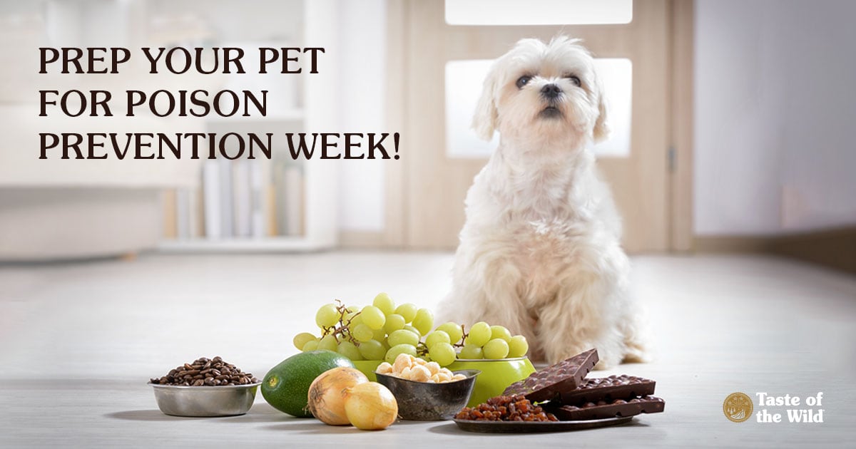 A small white dog sitting behind grapes, chocolate and other common foods that may be poisonous to your pet.