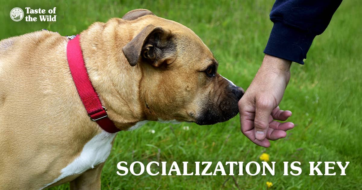 A close-up of a dog sniffing a human hand.