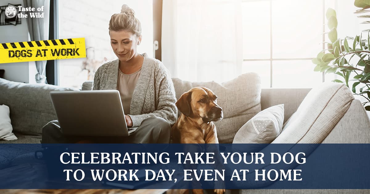 A woman sitting with a laptop in her lap on the couch with her dog sitting next to her.