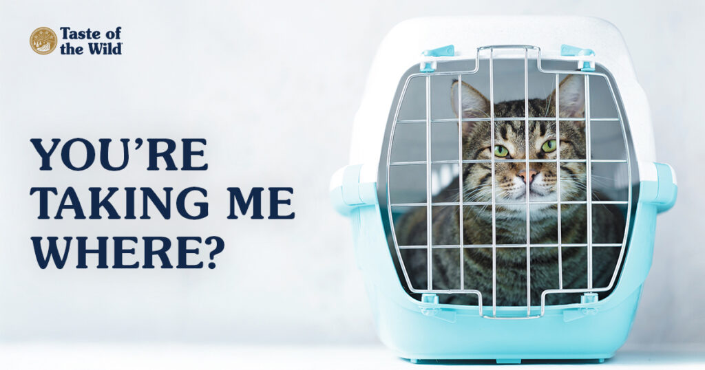 A close-up of a brown and black striped cat sitting inside a cat carrier.