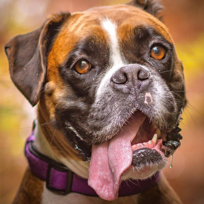 Boxer with Tongue Sticking Out | Taste of the Wild