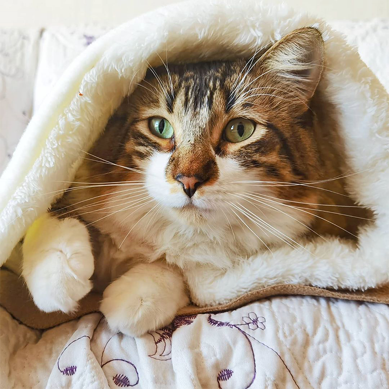 Cat in a Blanket | Taste of the Wild